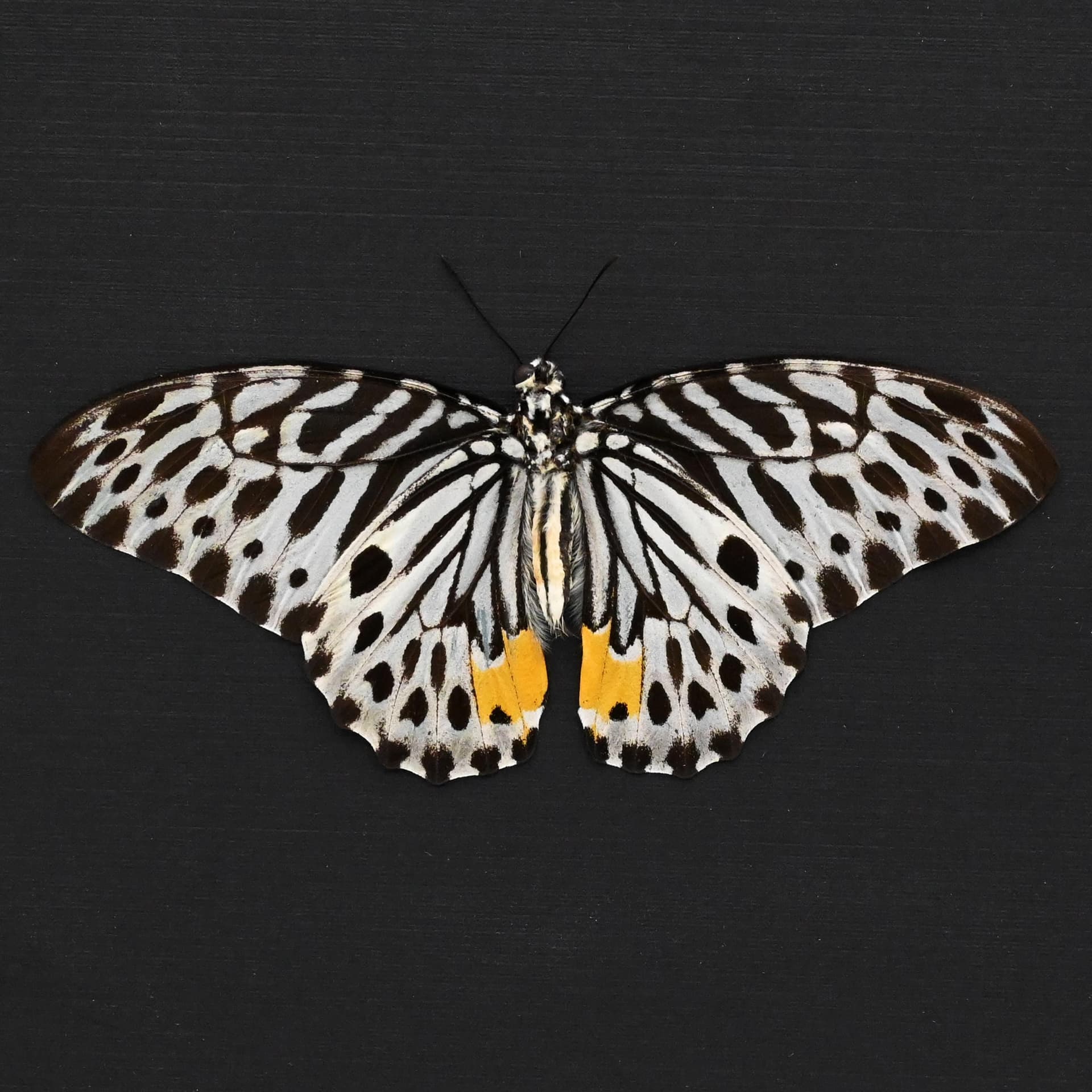 Real black and white butterfly framed - Graphium delesserti - Victorian mount
