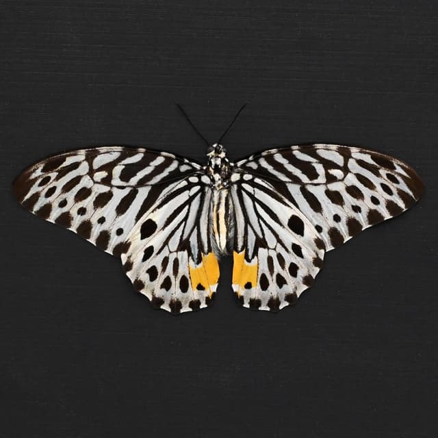 Real black and white butterfly framed - Graphium delesserti - Victorian mount