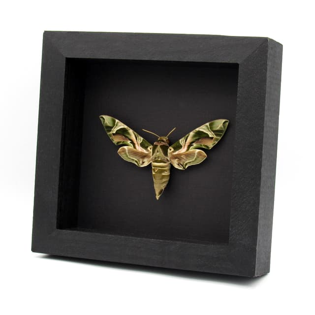 Real XL Oleander Hawk Moth framed taxidermy - Daphnis nerii - large female