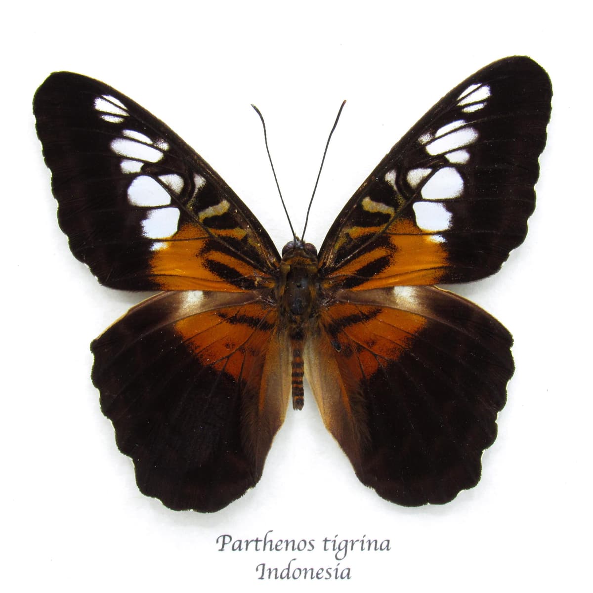 Real New Guinea Clipper butterfly framed taxidermy - Parthenos tigrina