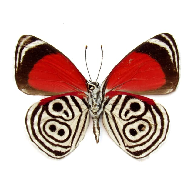 Real Cramer's 88 Butterfly framed taxidermy - Diaethria clymena