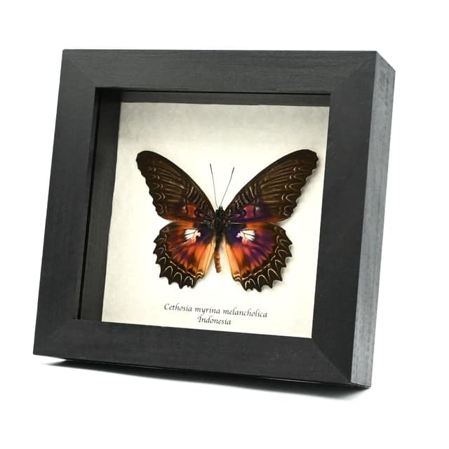 Real rare Violet Lacewing butterfly framed specimen - Cethosia myrina melancholica