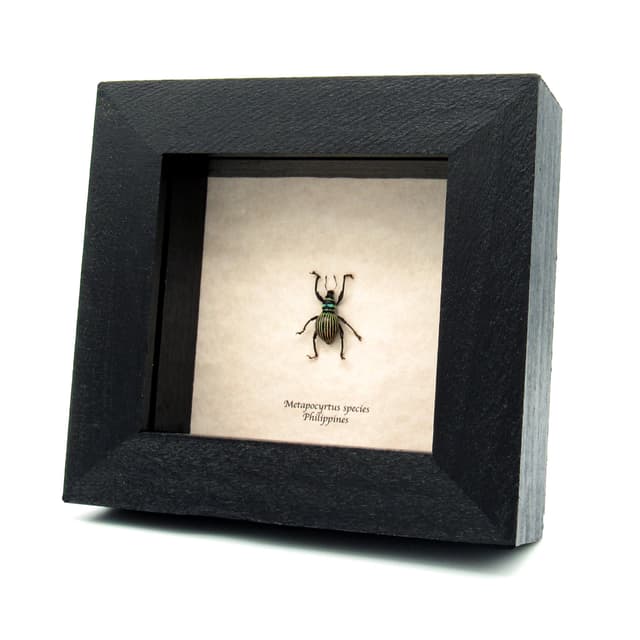 Real weevil beetle framed specimen - Metapocyrtus species