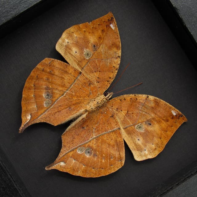Rare large female Leafwing butterfly taxidermy - Kallima paralekta