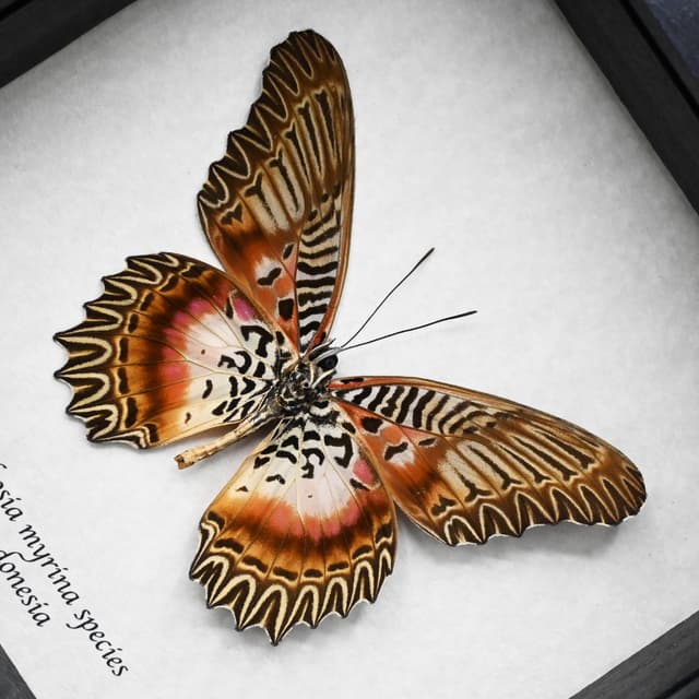 Real rare Violet Lacewing butterfly framed specimen - Cethosia myrina species