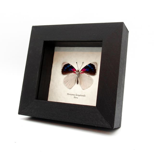 Real framed magenta and white butterfly taxidermy - Perisama bomplandii