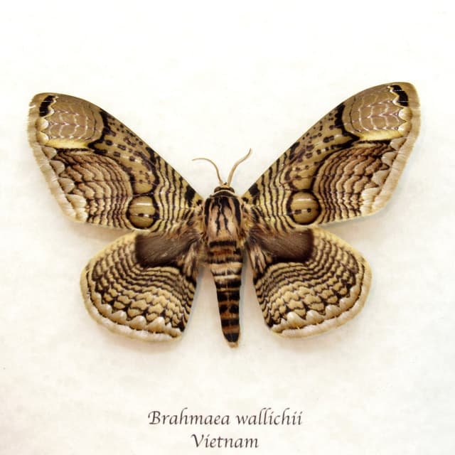Large Brahmin moth framed taxidermy - Brahmaea wallichii