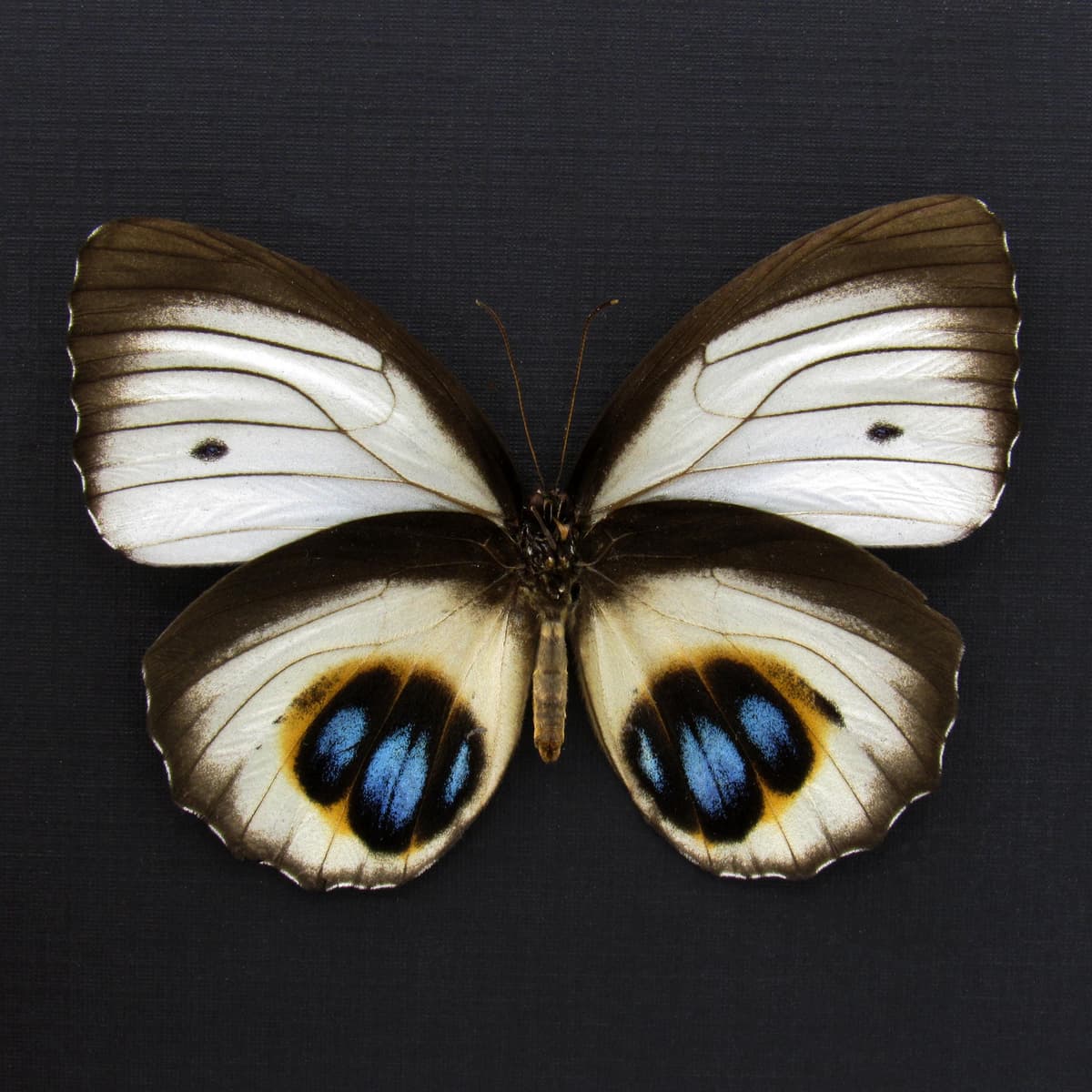 Real white Palmfly butterfly framed taxidermy - Elymnias agondas - light form