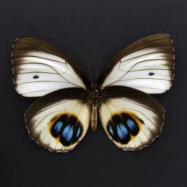 Real white Palmfly butterfly framed taxidermy - Elymnias agondas - light form