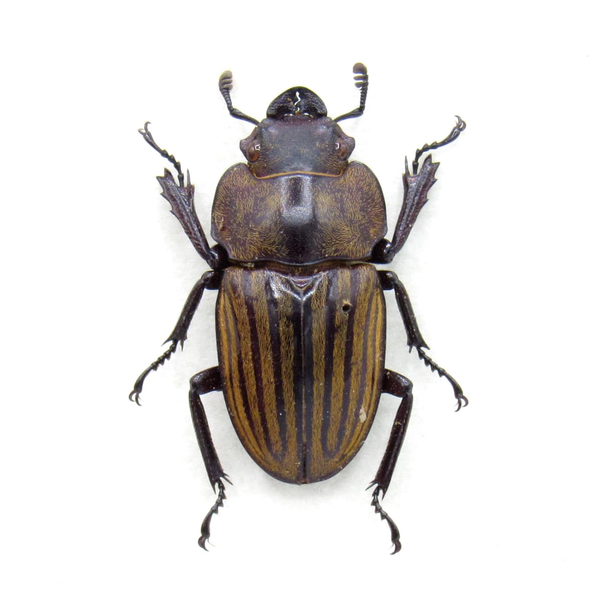 Real Stag beetle framed taxidermy - Odontolabis striata cephalotes - female