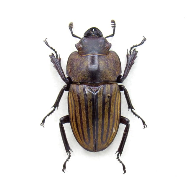 Real Stag beetle framed taxidermy - Odontolabis striata cephalotes - female