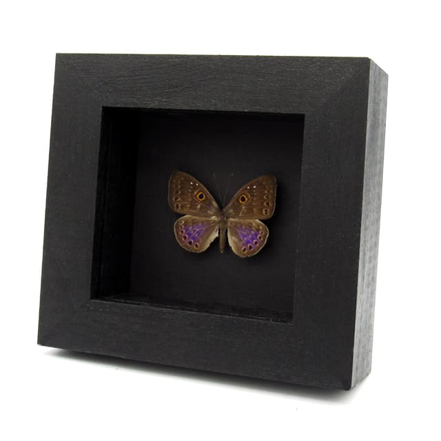 Rare iridescent purple Underleaf butterfly framed taxidermy - Eurybia lycisca