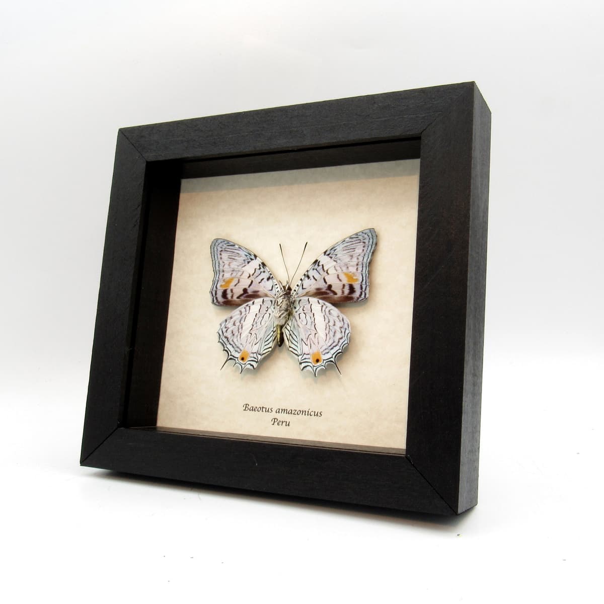 Real Lavender butterfly framed taxidermy - Baeotus amazonicus
