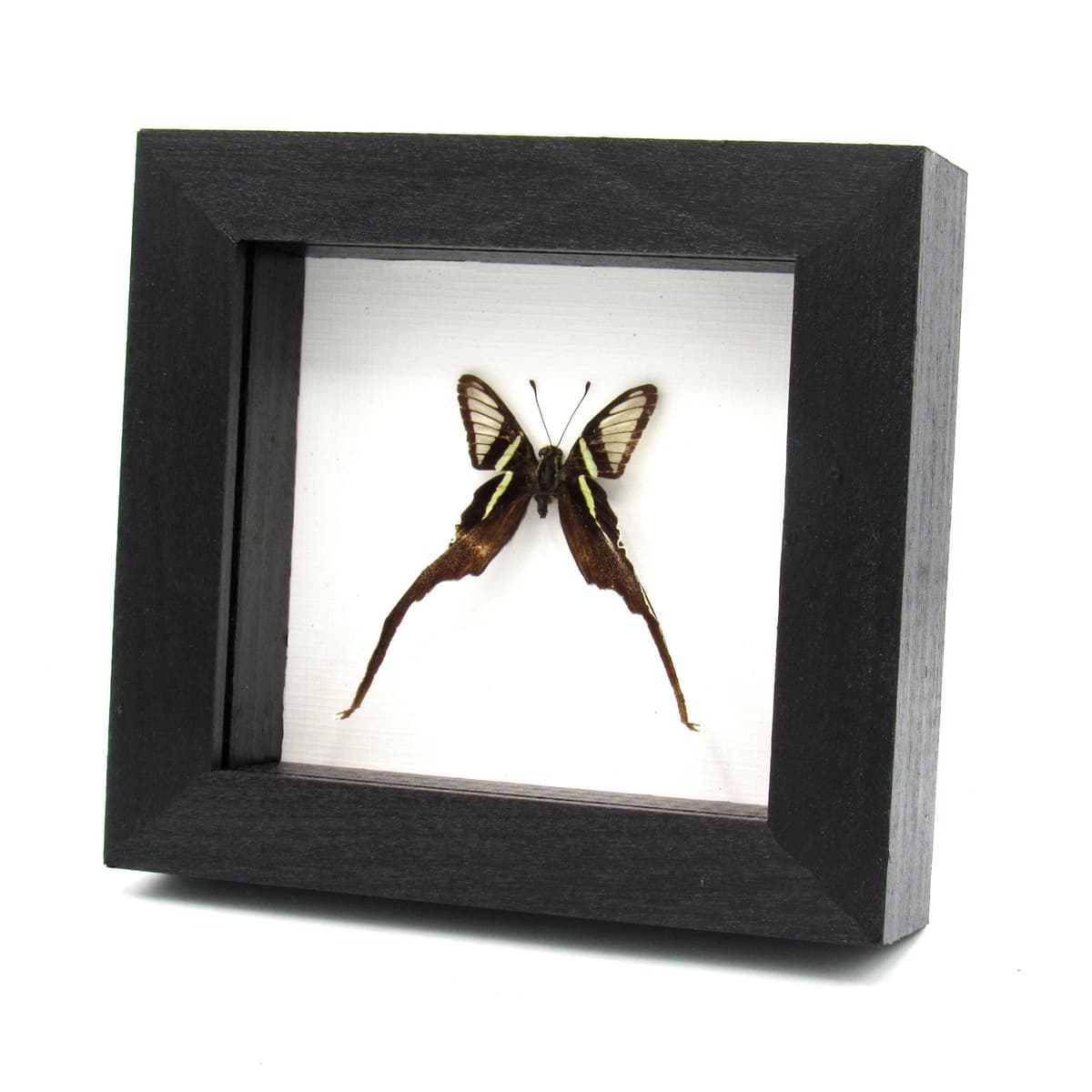 Real Green Dragontail butterfly framed taxidermy - Lamproptera meges