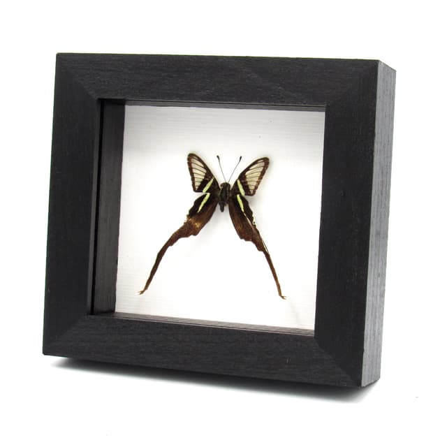 Real Green Dragontail butterfly framed taxidermy - Lamproptera meges