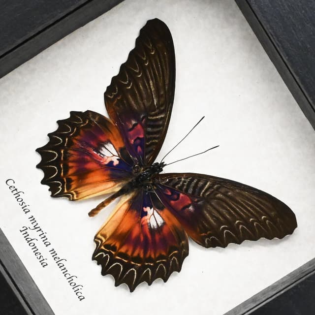 Real rare Violet Lacewing butterfly framed specimen - Cethosia myrina melancholica