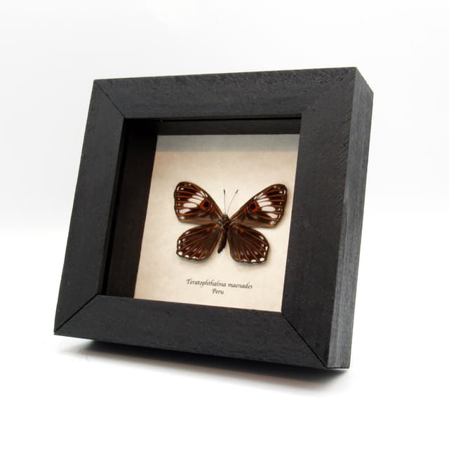 Rare Red Eyed Underleaf butterfly framed taxidermy - Teratophthalma maenades