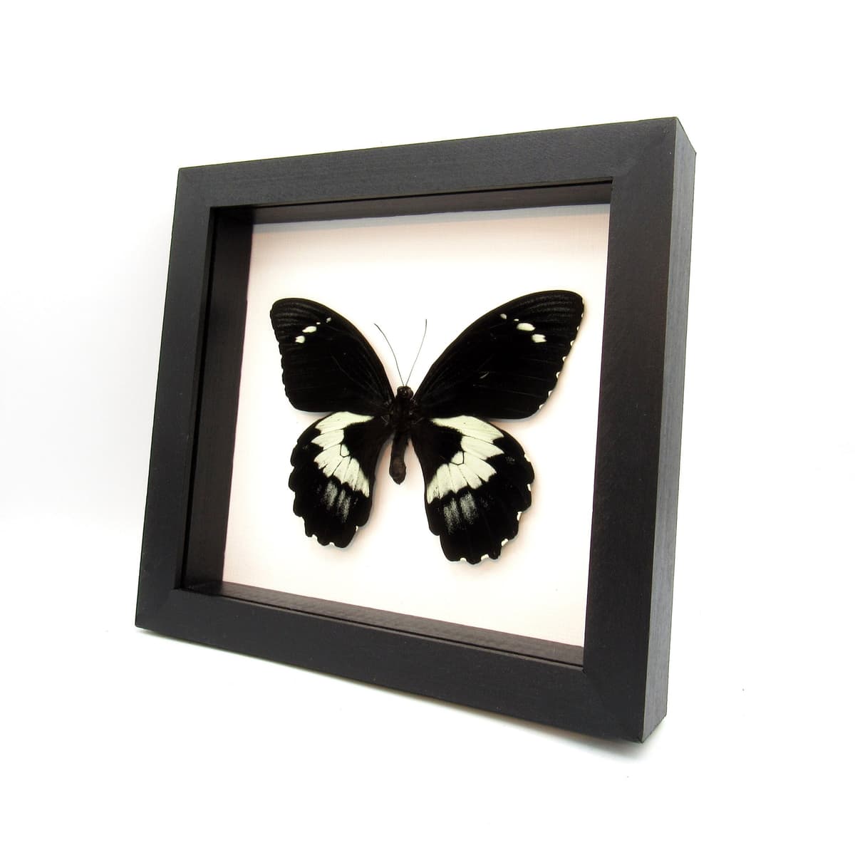 XL real black butterfly framed taxidermy - Papilio gambrisius colossus