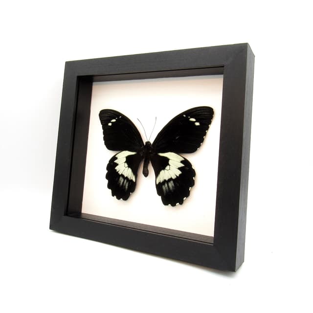 XL real black butterfly framed taxidermy - Papilio gambrisius colossus