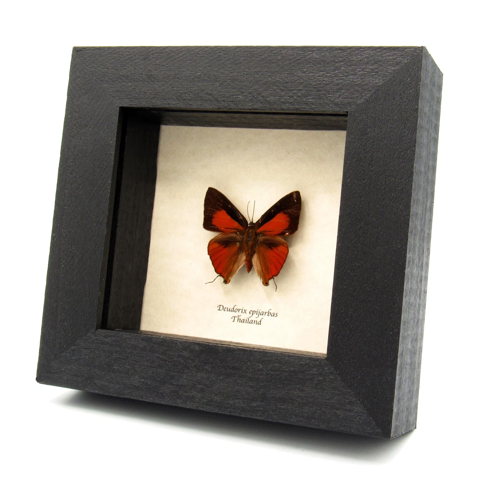 Real Red Cornelian butterfly framed taxidermy - Deudorix epijarbas