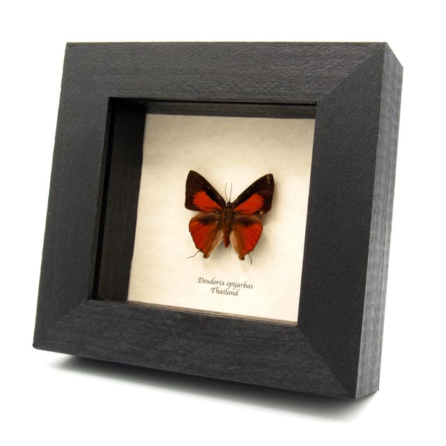 Real Red Cornelian butterfly framed taxidermy - Deudorix epijarbas