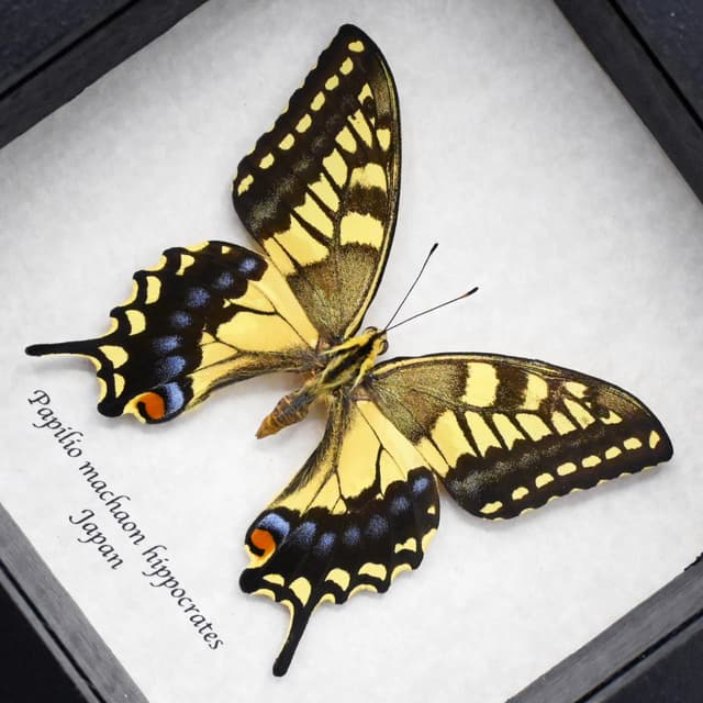 Real yellow Old World Swallowtail butterfly framed taxidermy - Papilio machaon hippocrates - female