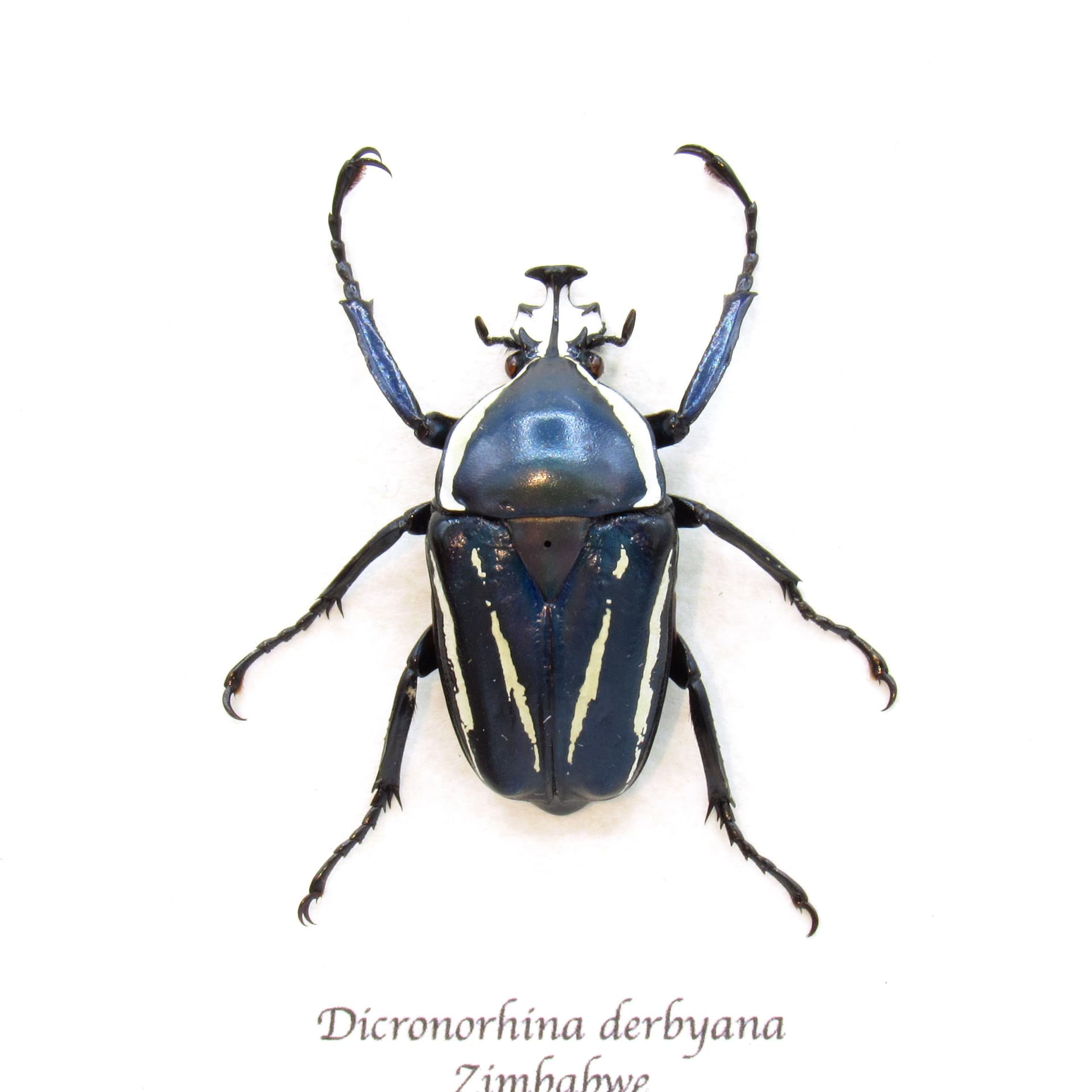 Real Scarab beetle framed taxidermy - Dicronorhina derbyana - blue form