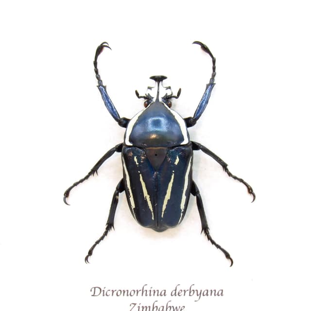 Real Scarab beetle framed taxidermy - Dicronorhina derbyana - blue form