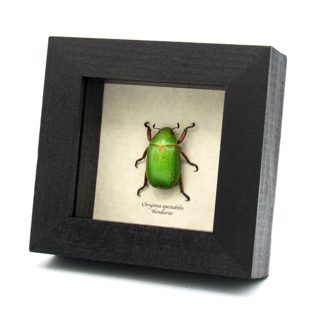Rare large metallic Gold Speckled Jewel Scarab beetle framed taxidermy - Chrysina spectabilis - minor damage