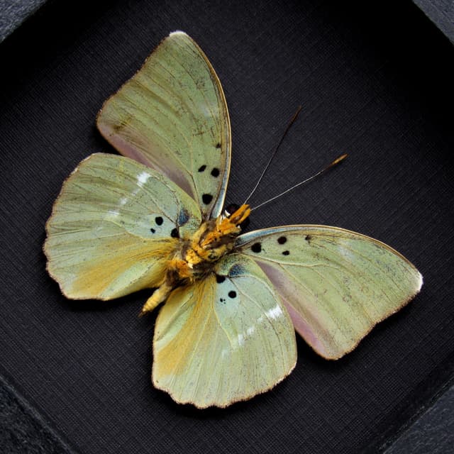 Real green Forester butterfly framed taxidermy - Euphaedra medon