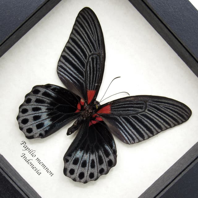 Real Great Mormon butterfly framed taxidermy - Papilio memnon