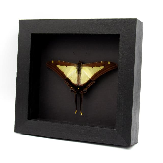 Real Kite butterfly framed taxidermy - Protographium leucaspis - Victorian mount