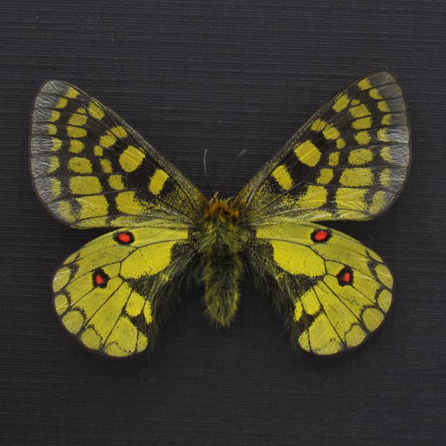Rare yellow butterfly framed taxidermy - Parnassius eversmanni septentrionalis - female