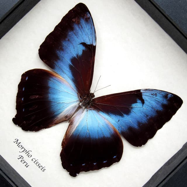Real XL Blue Morpho butterfly framed specimen - Morpho cisseis