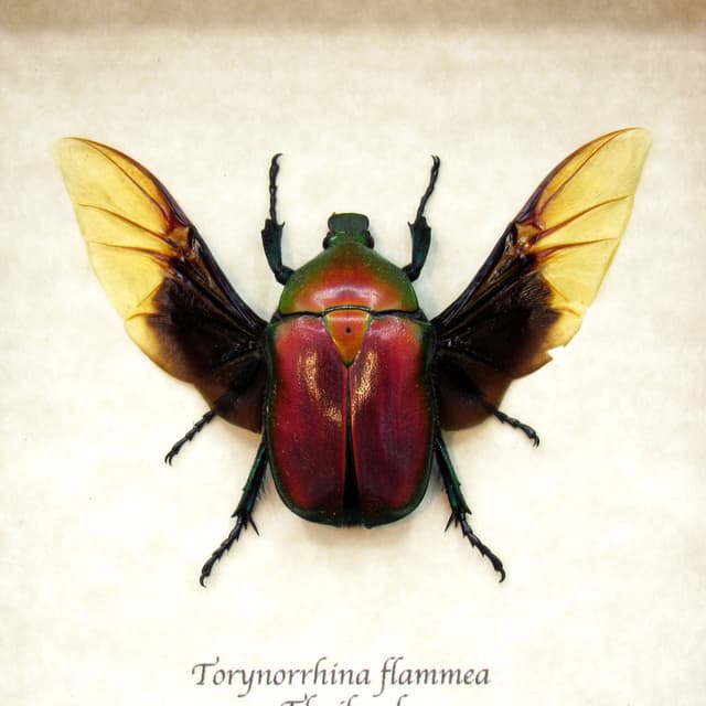 Red metallic scarab beetle framed taxidermy - Torynorrhina flammea