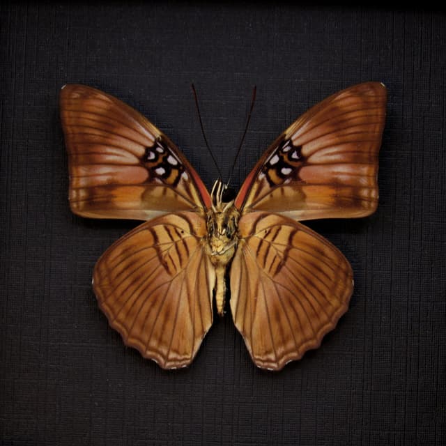 Real Mesentina Sister butterfly framed taxidermy - Adelpha mesentina
