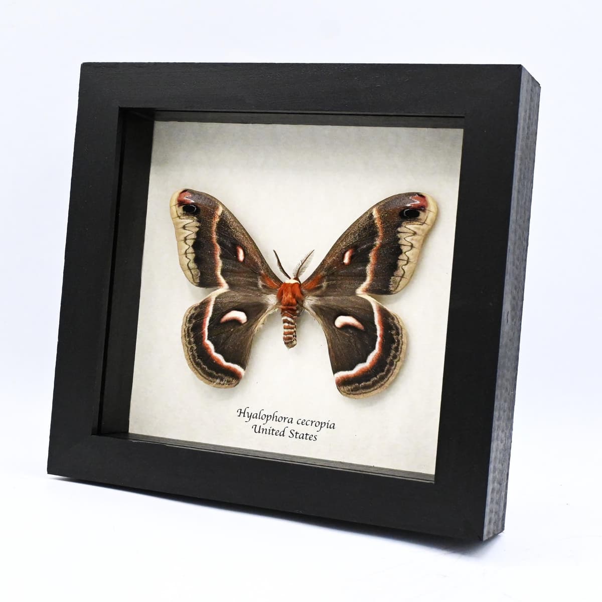 Real large Cecropia moth framed taxidermy - Hyalophora cecropia
