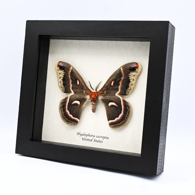 Real large Cecropia moth framed taxidermy - Hyalophora cecropia