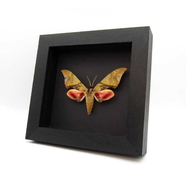 Rare green sphinx moth framed taxidermy - Callambulyx rubricosa - minor damage