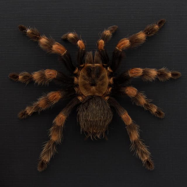 Very large rare Mexican Redknee Tarantula framed - Brachypelma hamorii