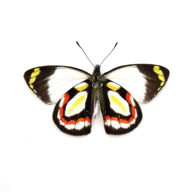 Rare Delias butterfly framed taxidermy - Delias bakeri - Victorian mount
