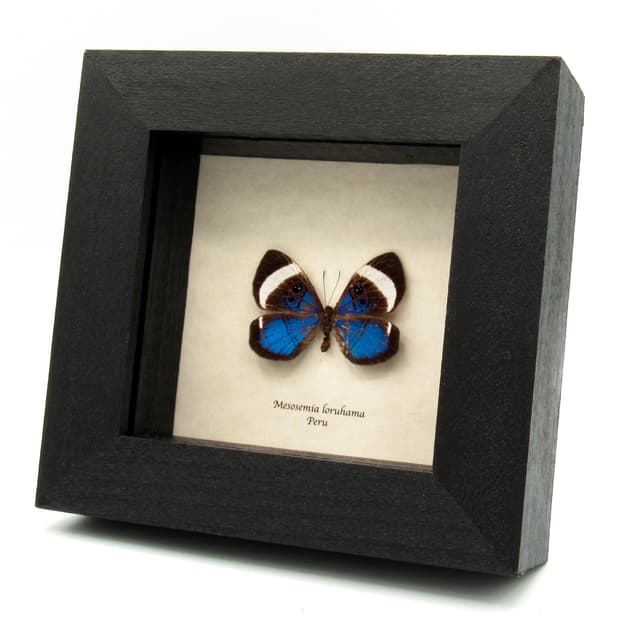Rare metallic blue Metalmark butterfly framed taxidermy - Mesosemia loruhama - female - minor damage