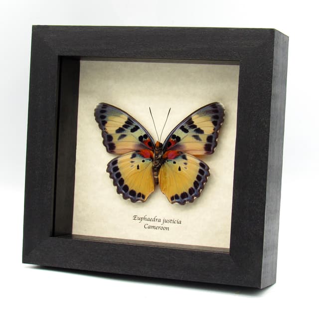 Rare Forester butterfly framed specimen - Euphaedra justicia - large female
