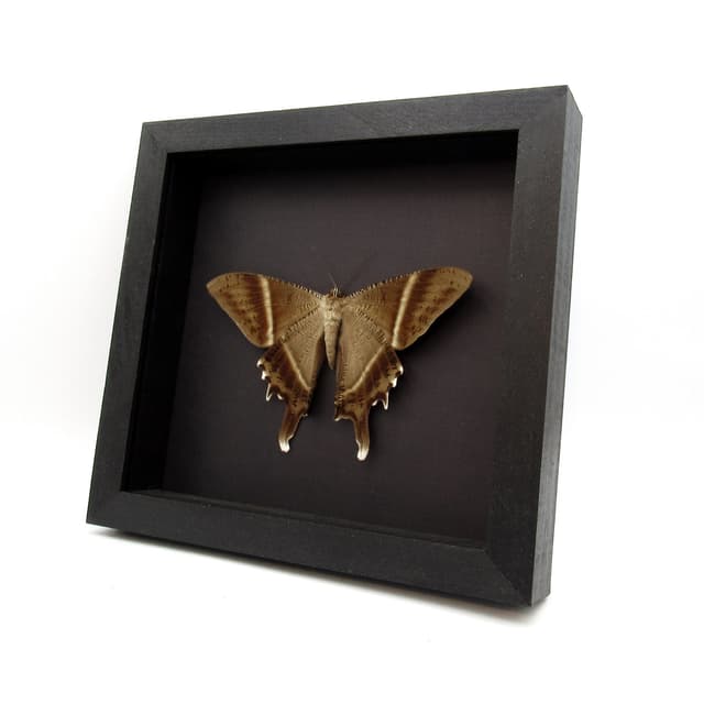 Large real Swallowtail Moth framed taxidermy - Lyssa patroclus - Victorian mount