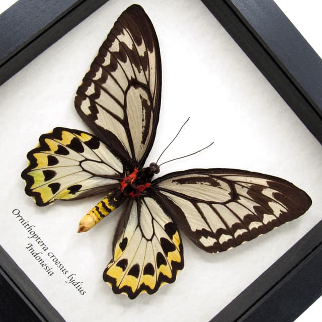 Real XL butterfly framed taxidermy - Ornithoptera croesus lydius - female