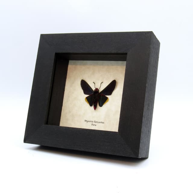 Real Royal Firetip Skipper butterfly framed taxidermy - Mysoria barcastus
