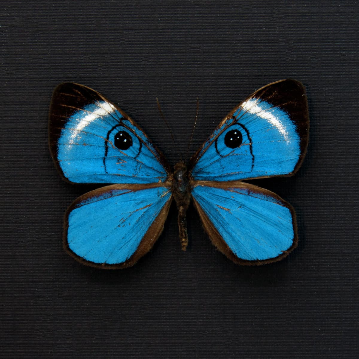 Rare metallic blue Metalmark butterfly framed taxidermy - Mesosemia loruhama