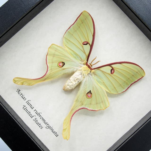 Real rare Luna Moon moth framed taxidermy - Actias luna rubromarginata - female - large - minor damage/repair