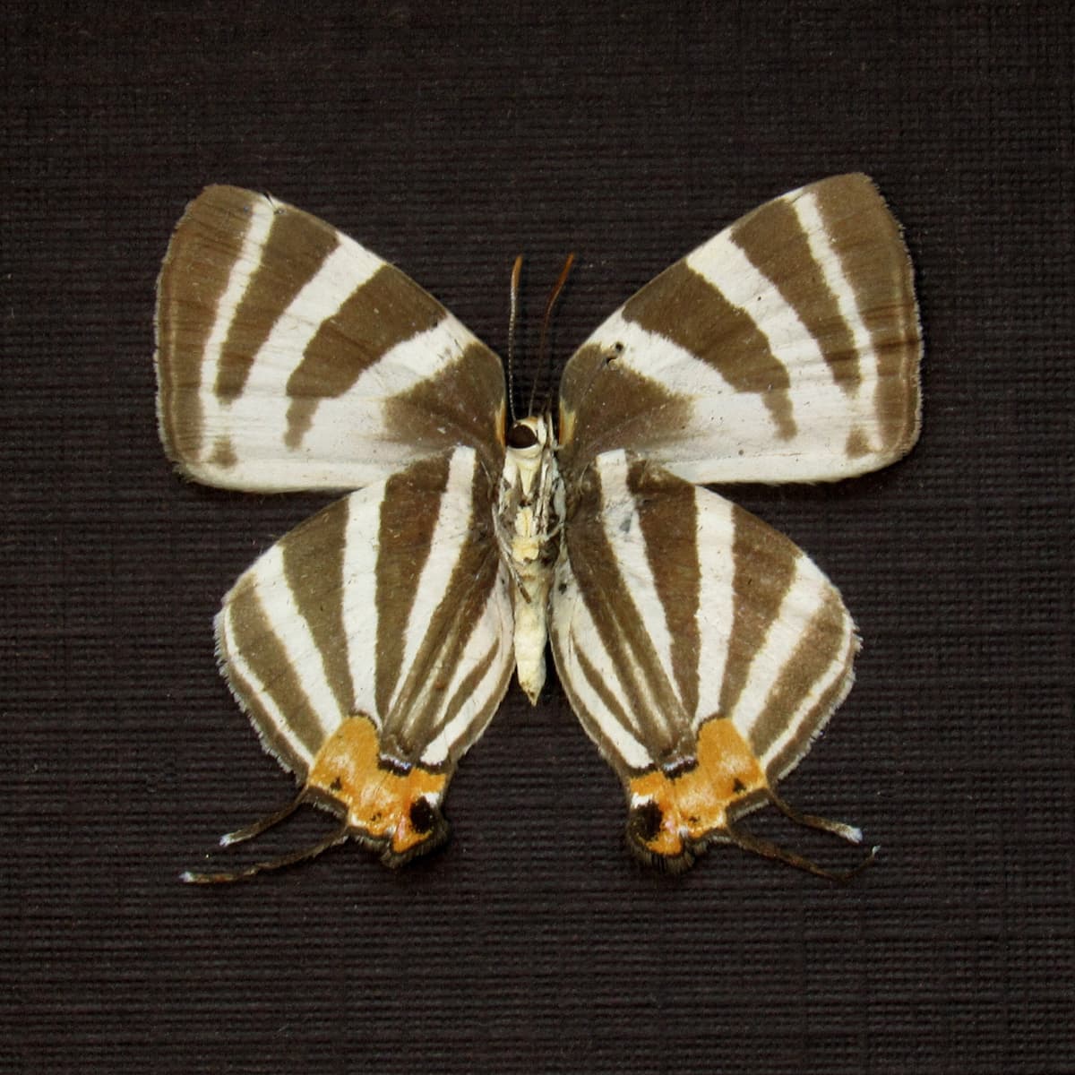 Real Hairstreak butterfly framed taxidermy - Arawacus species