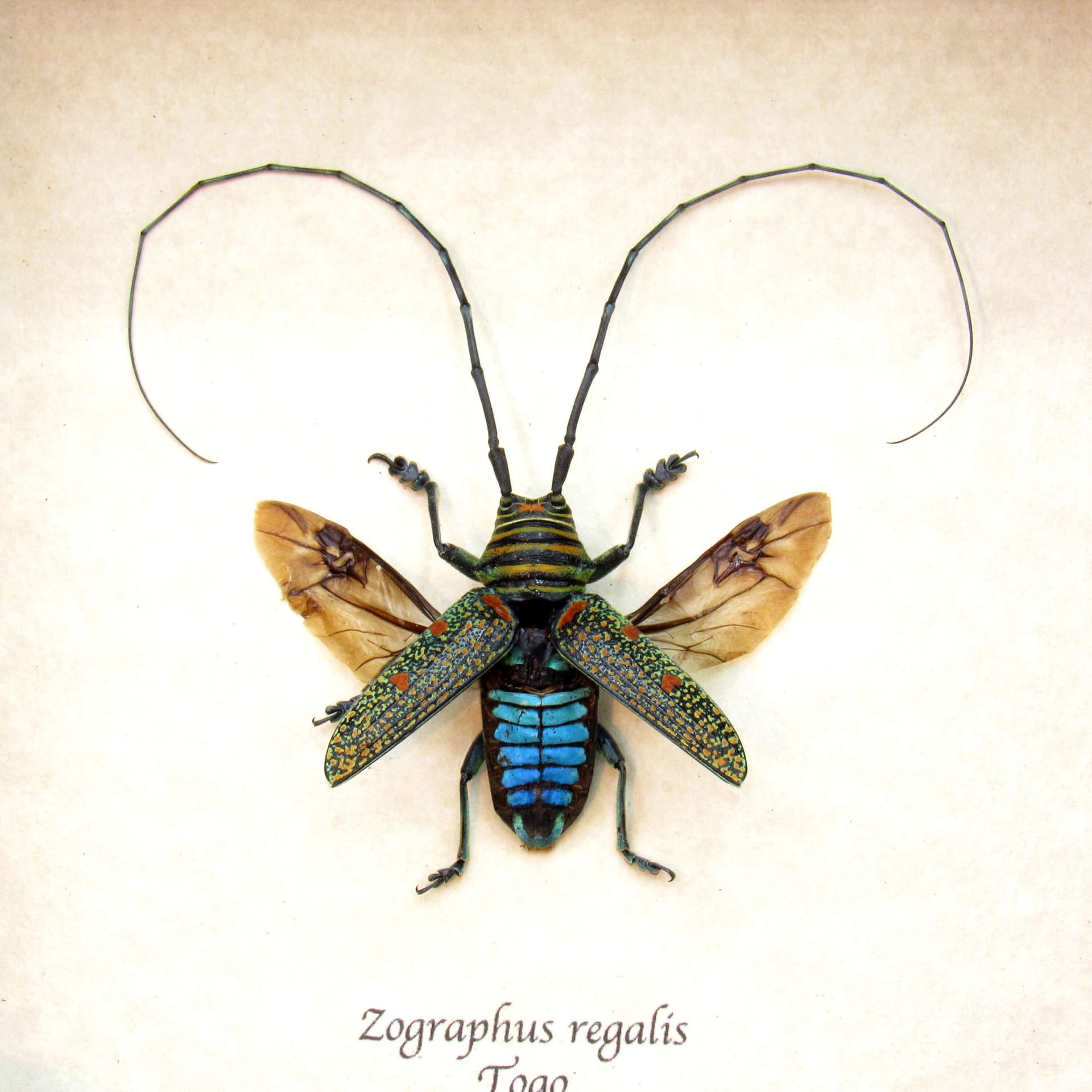 Real Longhorn beetle framed taxidermy - Zographus regalis